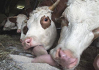 To 99% των κρουσμάτων της BSE εντοπίζεται στη Βρετανία