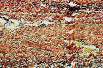 Την υποχρεωτική καταγραφή ανθρώπινων κυττάρων και ιστών ζητά η αμερικανική κυβέρνηση