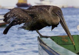 Κρίσιμη η κατάσταση στα νησιά Γκαλαπάγκος
