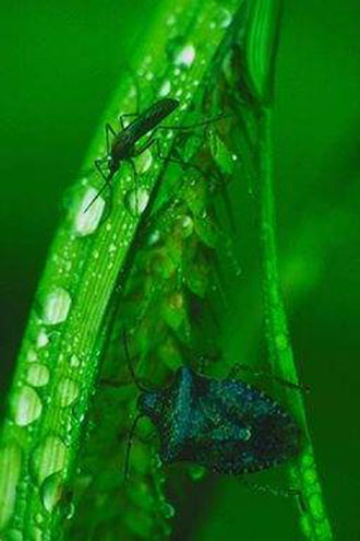 Επικίνδυνο το αφροδισιακό Spanish fly