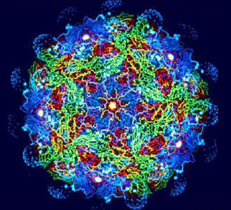 Πονοκέφαλος στην Ευρώπη από την επιδημία του αφθώδους πυρετού