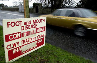 Αφθώδης πυρετός και νόσος των «τρελών αγελάδων» εφιάλτες για ΕΕ και Λονδίνο