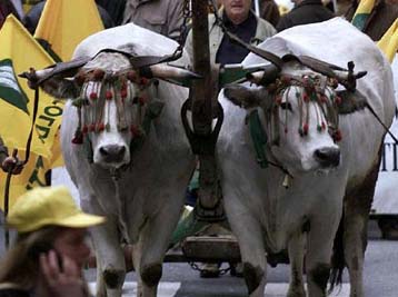 Ζητούν αποζημίωση για τις συνέπειες της νόσου των «τρελών αγελάδων»