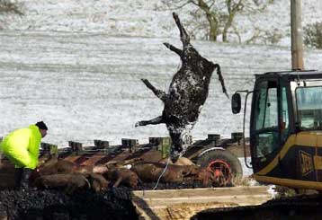 Νέα κρούσματα εντοπίστηκαν στη νοτιοδυτική Αγγλία