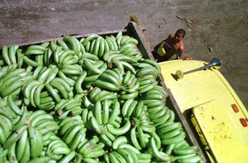 Με πρόστιμα απειλούν οι ΗΠΑ την ευρωπαϊκή επέκταση εμπορίου μπανάνας