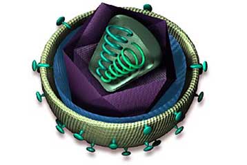 Σε λιγότερο από πέντε χρόνια οι πρώτοι συνθετικοί ιοί