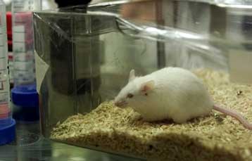 Η πλούσια σε λίπη δίαιτα υποβαθμίζει τη λειτουργία της μνήμης