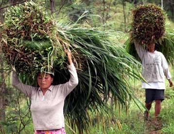 Δορυφόρος καταγράφει σοβαρά προβλήματα στις καλλιεργούμενες εκτάσεις
