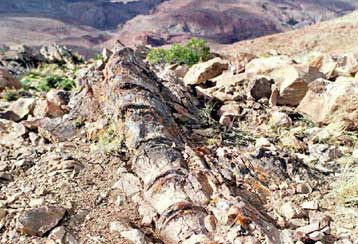 Τέσσερα νέα είδη δεινοσαύρων τα πρώτα ευρήματα