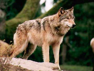 Καταιγίδα αντιδράσεων για το σχεδιαζόμενο αποδεκατισμό αγέλης γκρίζων λύκων στη Νορβηγία