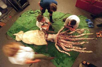 Σε μουσείο θα εκτεθεί το γιγάντιο καλαμάρι που πιάστηκε έξω από τις ακτές της Αυστραλίας