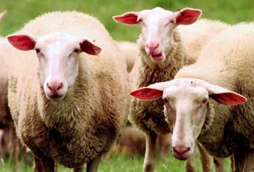 Δικαστική απόφαση στις ΗΠΑ επιβάλλει τη θανάτωση «τρελών προβάτων»