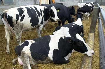 Οριστικά εκτός κατανάλωσης το T-bone steak με απόφαση της Κομισιόν