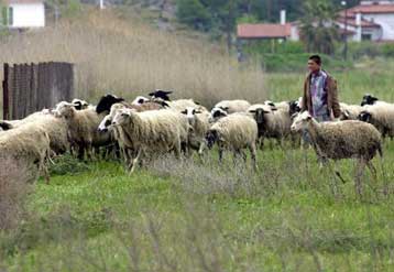 Σοβαρές ανησυχίες για την ύπαρξη και «τρελών προβάτων»
