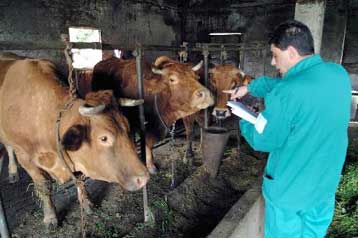 Αυστηρότερα μέτρα για τον έλεγχο του εισαγόμενου βοδινού ζητούν οι Βρετανοί