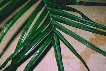 Ανακαλύφθηκε φτέρη που απορροφά το αρσενικό και καθαρίζει τα μολυσμένα εδάφη