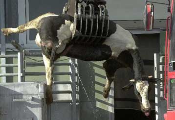 Τρία νέα κρούσματα της νόσου των «τρελών αγελάδων» στην Ισπανία