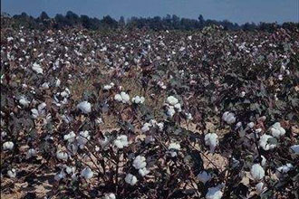 Επικίνδυνα φυτοφάρμακα στις αναπτυσσόμενες χώρες, σύμφωνα με έκθεση του FAO