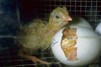 Η χορήγηση αντιβιοτικών στα κοτόπουλα θέτει σε κίνδυνο την ανθρώπινη υγεία