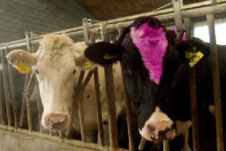 Μόνο γάλακτος βοδινό αποφάσισε η ΕΕ-Αναστάτωση στις ΗΠΑ από «τρελά πρόβατα»