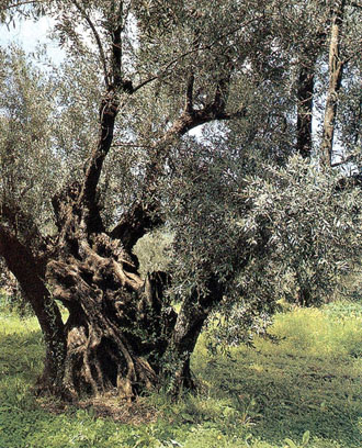 Η εντατική καλλιέργεια ελιάς βλάπτει το περιβάλλον;