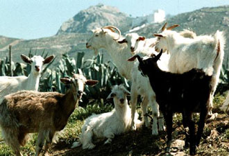 Η ΕΕ ανησυχεί για τα «τρελά αιγοπρόβατα»