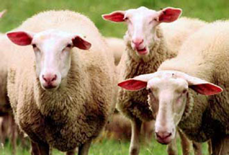 Ανήσυχη η υγειονομική υπηρεσία στη Γαλλία για τα «τρελά αιγοπρόβατα»