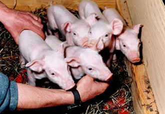 Τέλος στα πειράματα αλλομεταμόσχευσης στη Βρετανία;