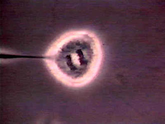 Συνέντευξη του Δρ Ζαβού: Ο πρώτος κλώνος το 2004