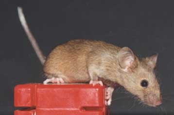 Ερευνητές δημιουργούν ποντίκια που δεν συσσωρεύουν λίπος