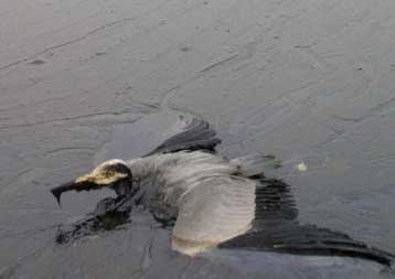 Υπεράνθρωπες προσπάθειες της Δανίας για τον περιορισμό πετρελαιοκηλίδας