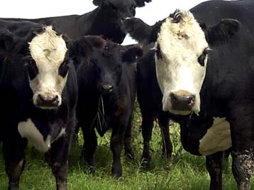 Αρνητικά τα πρώτα αποτελέσματα των εξετάσεων σε Δανία και Ιρλανδία