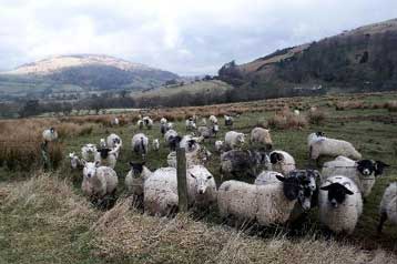 Σε σφαγές κοπαδιών προχωρά η Ολλανδία