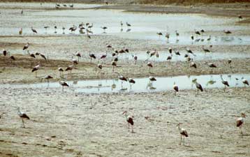 Σχέδιο για την αντιμετώπιση του προβλήματος κατέστρωσαν τα συναρμόδια υπουργεία