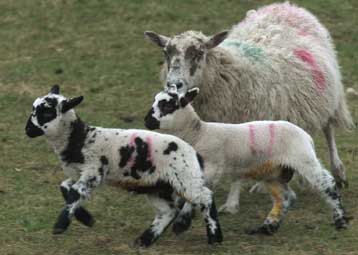 Αυστηρότερους ελέγχους για τη νόσο των αιγοπροβάτων ανακοίνωσε το υπουργείο Γεωργίας
