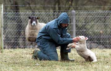 H EE δίνει στη Βρετανία το πράσινο φως για εμβολιασμούς ζώων