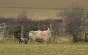 Δύο νέα κρούσματα της νόσου στην Ολλανδία