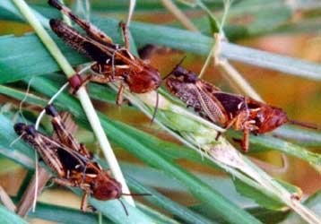 Έρευνα εξηγεί την «αγελαία» συμπεριφορά καταστροφικών εντόμων