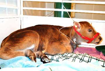 Ιδιαίτερα συχνές οι γενετικές ανωμαλίες σε κλώνους ζώων