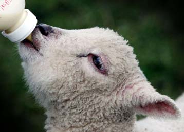 Αναβάλλει τη διεξαγωγή εκλογών για το καλοκαίρι ο Μπλερ λόγω της κρίσης