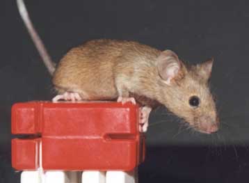 Ανακαλύφθηκε πρωτεΐνη που συμμετέχει στην ανάπτυξη του γεννητικού συστήματος