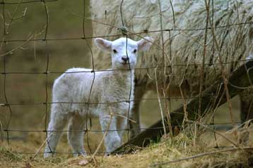 Ο Αχερν επιβεβαίωσε τα δύο πρώτα κρούσματα στη χώρα