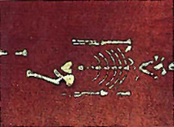 Απολιθωμένο κρανίο προκαλεί σύγχυση στους παλαιοανθρωπολόγους