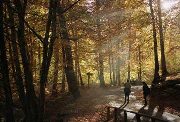 Τέσσερις μύθους για τα δάση αποκαλύπτουν οι ειδικοί