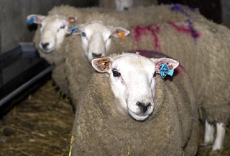 Κλυδωνίζεται η υφήλιος από τις ασθένειες των ζώων