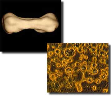 Εφικτή η μετάδοση μικροοργανισμών από το ένα ηλιακό σύστημα στο άλλο