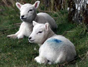 Επιλαμβάνεται το Συμβούλιο Γεωργίας της ΕΕ – Προβλήματα από την παράνομη διακίνηση ζώων