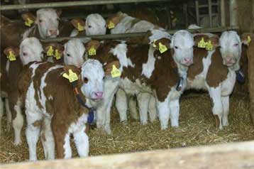 Καθυστερούν οι έλεγχοι των σκευασμάτων για την BSE