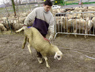 Εξαπλώνεται στην Ευρώπη ο αφθώδης πυρετός