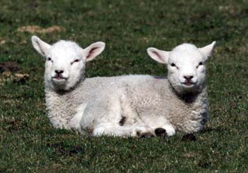 Εννέα δισ. λίρες το κόστος της κρίσης στη Βρετανία – Ματαίωση των ιπποδρομιών ζητά η βασίλισσα